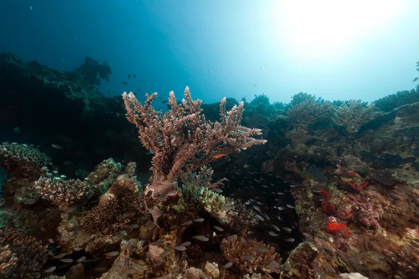 Тропический риф и рыба в Красном море. — стоковое фото