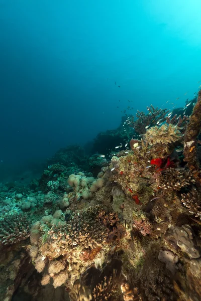 Arrecife tropical y peces en el Mar Rojo. —  Fotos de Stock