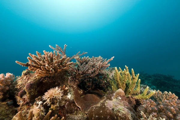 Trópusi zátony és hal a Vörös-tengeren. — Stock Fotó