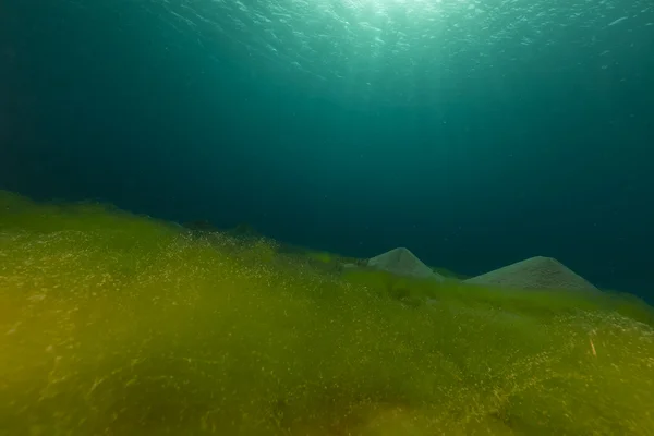 Océan bleu, fond sablonneux et algues dans la mer Rouge . Images De Stock Libres De Droits