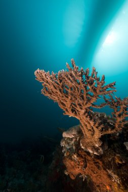 Acropora ve tropik resif kızıl denizi.