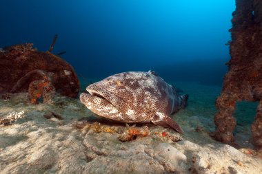 Malabar orfoz (epinephelus malabaricus) kızıl denizi.