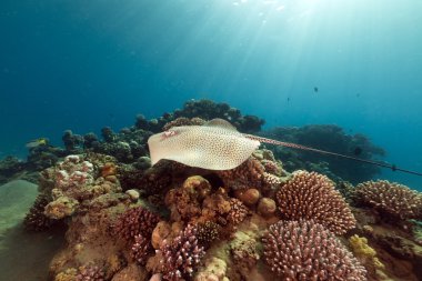 Darkspotted stingray (himantura uarnak) in the Red Sea. clipart