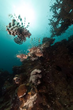 Kızıldeniz'avcılık lionfish (pterois mil).