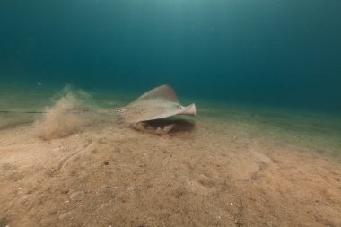 red Sea darkspotted stingray (himantura uarnak).