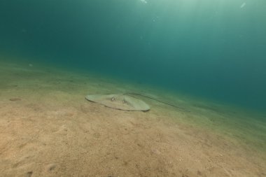 red Sea darkspotted stingray (himantura uarnak).