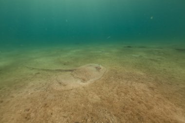 red Sea darkspotted stingray (himantura uarnak).