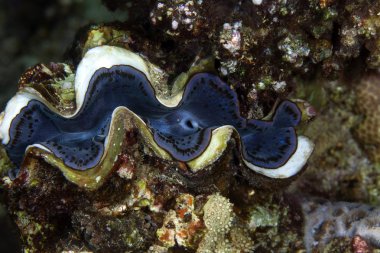 Giant clam (tridacna squamosa). clipart