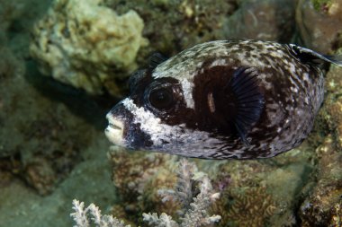 Kızıl Deniz içinde maskeli puffer (arothron diadematus).