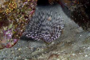 Feather duster worm in the Red Sea. clipart