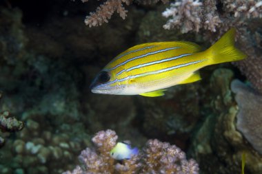 Mavi çizgili balığı (lutjanus kasmira)