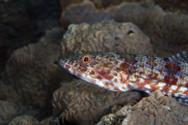 Close-Up resif lizardfish (synodus variegatus).