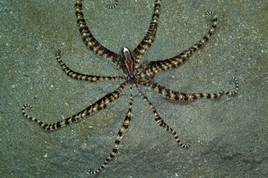 Kızıl Deniz içinde ahtapot (thaumoctopus mimicus) taklit.