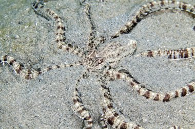 Kızıl Deniz içinde ahtapot (thaumoctopus mimicus) taklit.