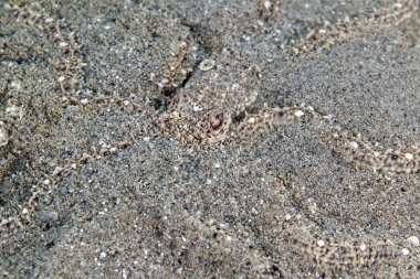 Kızıl Deniz içinde ahtapot (thaumoctopus mimicus) taklit.