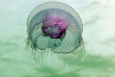 Moon jellyfish (aurelia aurita) in the Red Sea. clipart