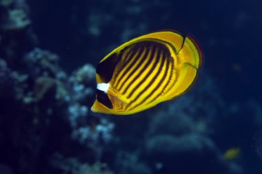 Raccoon butterflyfish (chaetodon fasciatus) clipart