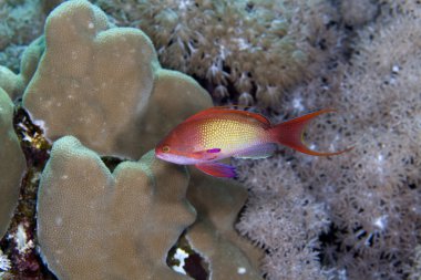 Kızıl Deniz 'de Perakende Anthias.