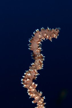 Detail of spiral wire coral in the Red Sea. clipart