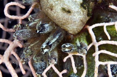 Ascidian cluster in a sea fan. clipart