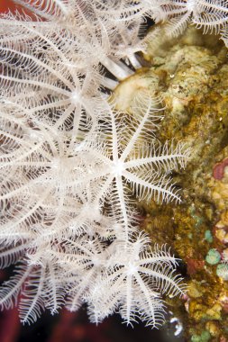 Tüylü xenid (anthelia glauca)