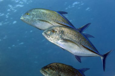 Kızıl denizin mavi yüzgeçli trevally (caranx melampygus).