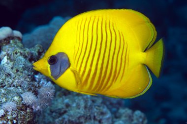 Masked butterflyfish in the Red Sea. clipart