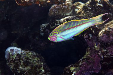 Klunzinger's wrasse (thalassoma rueppelii) clipart