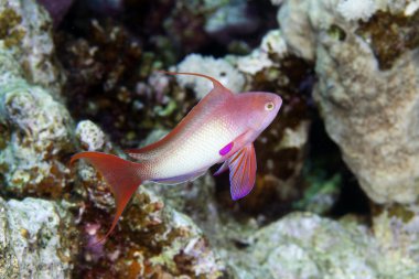 Kızıl Deniz 'de Perakende Anthias.