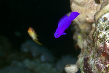 red Sea Orchid dottyback.