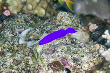 Orchid dottyback in the Red Sea. clipart