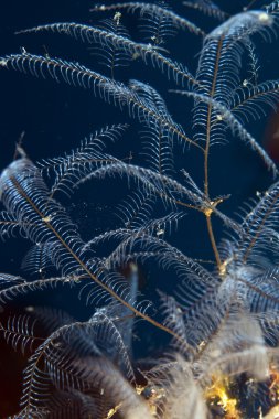 Tüy hydroid (Macrorhynchia Philippine)