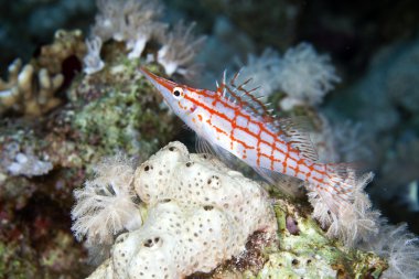 Longnose hawkfish (oxycirrhites typus) in de Red Sea. clipart