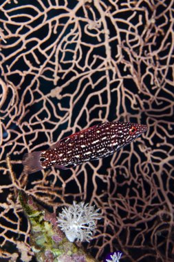 Diana hogfish (bodianus diana) de Kızıl Denizi.
