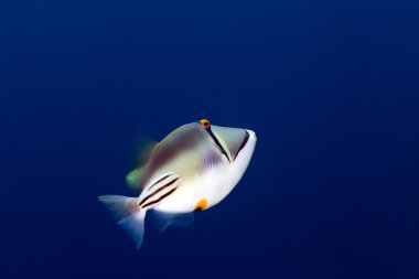 Picasso triggerfish, Kızıldeniz.