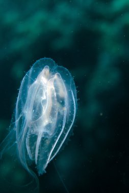 red Sea siphonophore.