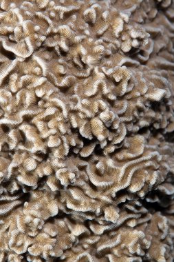 Texture of hard coral in the Red sea. clipart