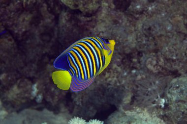 Kızıldeniz'de Royal angelfish.