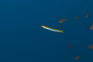 ölçek yiyen sabretooth blenny kızıl denizi.