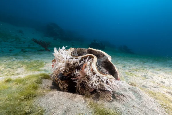 หอยยักษ์ (tridacna maxima) ในทะเลแดง . — ภาพถ่ายสต็อก