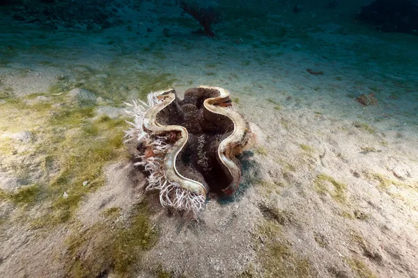 在红海的巨蚌 (砗极大值）. — 图库照片