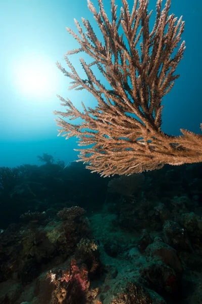 Acropora, тропічний риф в Червоному морі. — стокове фото