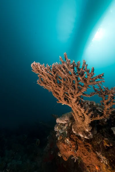 Acropora e recifes tropicais no Mar Vermelho . — Fotografia de Stock