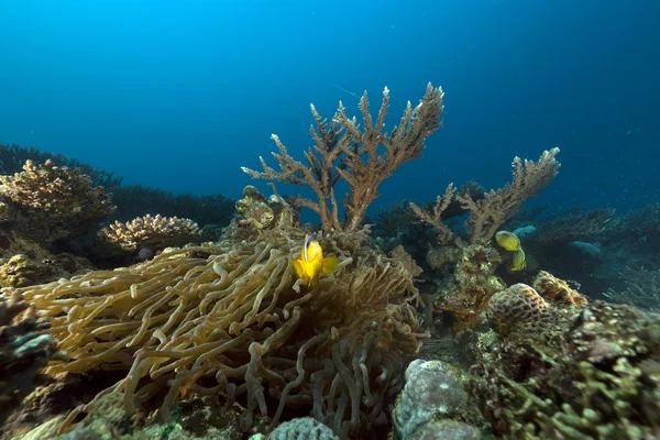 Ανεμώνη και anemonefish στην Ερυθρά θάλασσα. — Φωτογραφία Αρχείου
