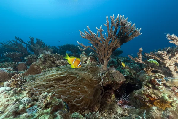 Anemone och anemonefish i Röda havet. — Stockfoto