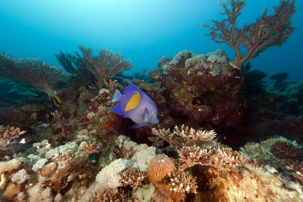 Yellowbar angelfish in de rode zee. — Stockfoto