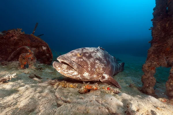 Malabar grouper (epinephelus malabaricus) in the Red Sea. — Stock Photo, Image