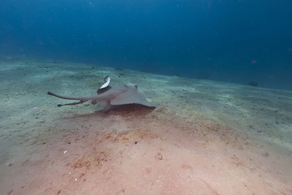 Fantail stingray (pastinachus sephen) without fantail in the Red Sea. — Stock Photo, Image