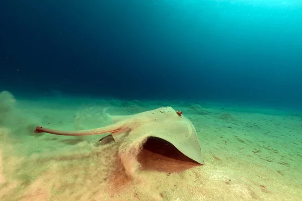 Fantail stingray (pastinachus sephen) without fantail in the Red Sea. — Stock Photo, Image