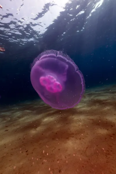 Medusa lunare nel Mar Rosso . — Foto Stock